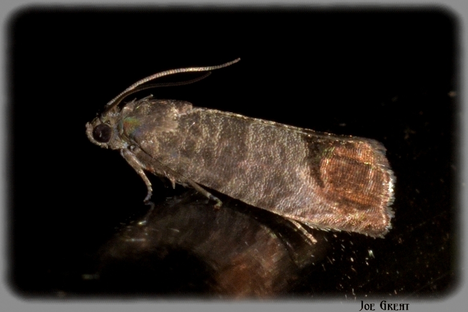 Cydia pomonella - almamoly