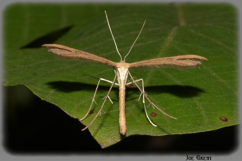 Pterophoridae - tollasmolyfélék