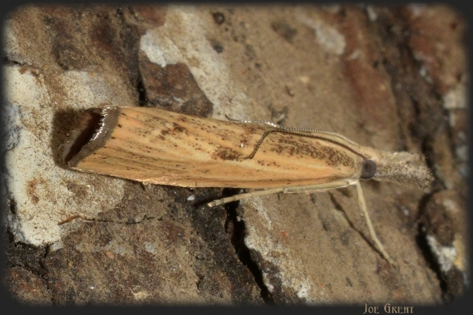 Agriphila inquinatella - közönséges fűgyökérmoly