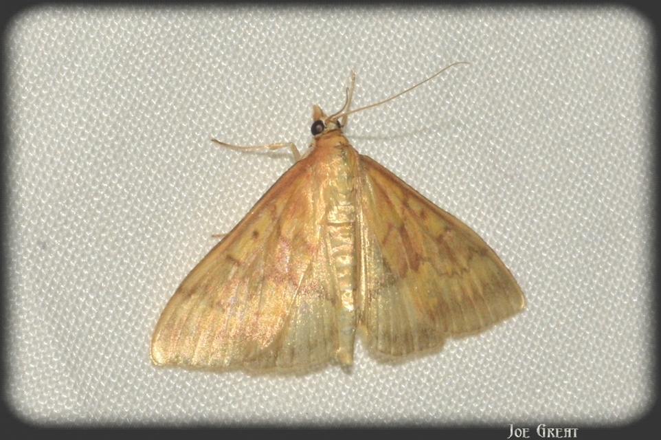 Ostrinia nubilalis - kukoricamoly