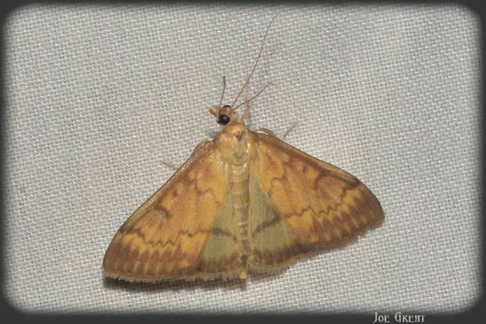 Ostrinia nubilalis - kukoricamoly