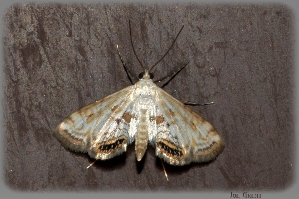 Cataclysta lemnata - békalencsemoly