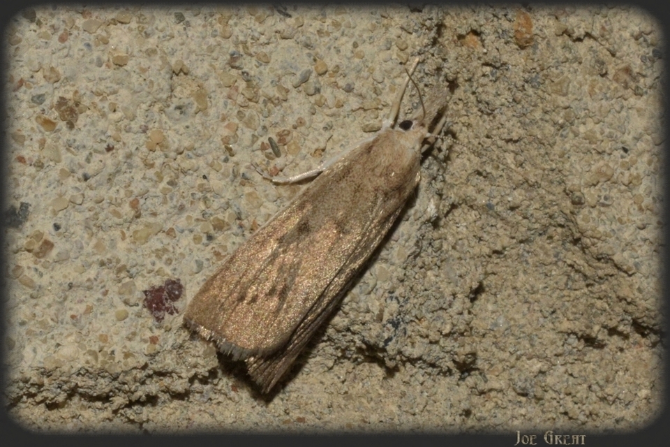 Calamotropha paludella - barna nádlevélmoly