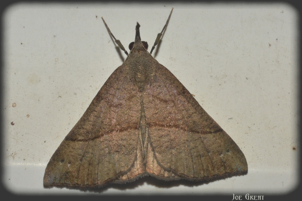 Hypena proboscidalis - ormányos karcsúbagoly