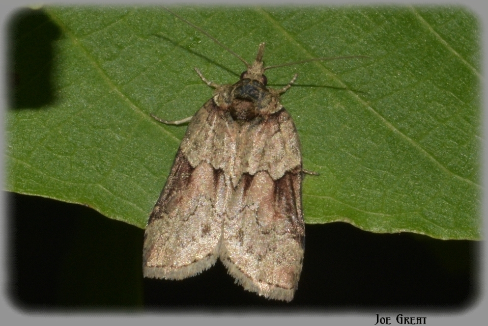 Nycteola siculana - fűz-trapézbagoly