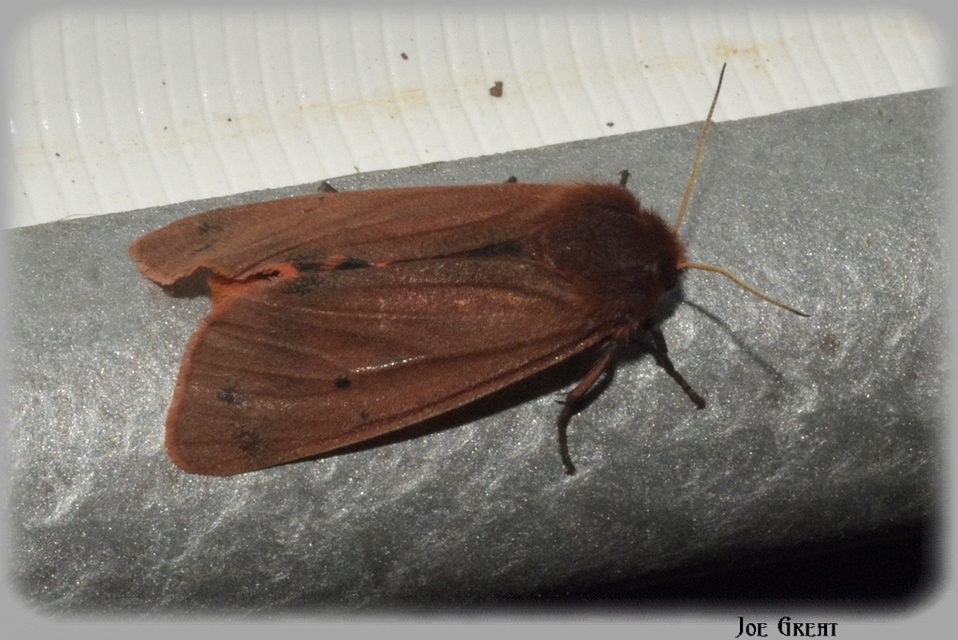 Phragmatobia fuliginosa - füstös medvelepke