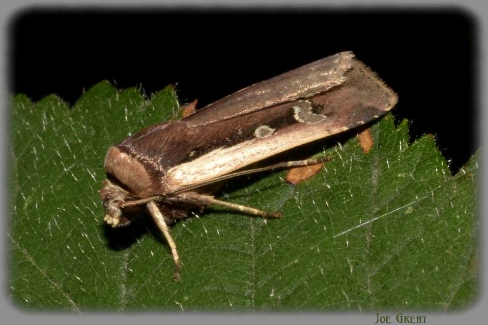 Ochropleura plecta - fehérszegélyű fűbagoly