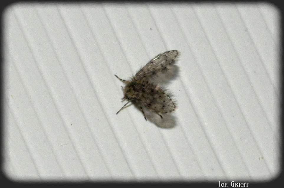 Psychodinae