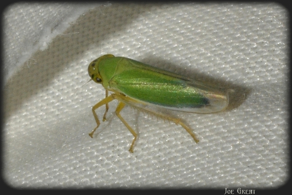 Cicadella viridis - méregzöld kabóca