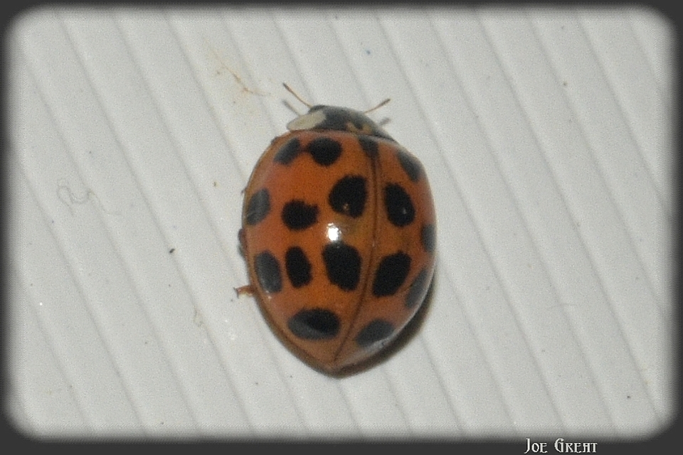Harmonia axyridis - harlekinkatica