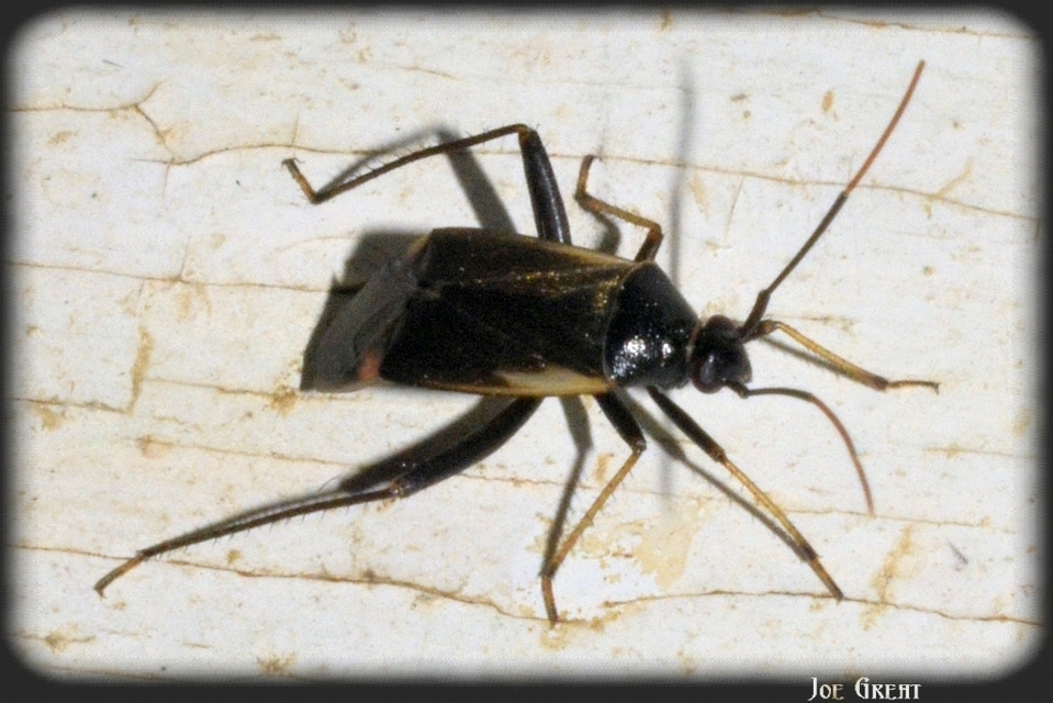 Adelphocoris seticornis - szegélyes mezeipoloska