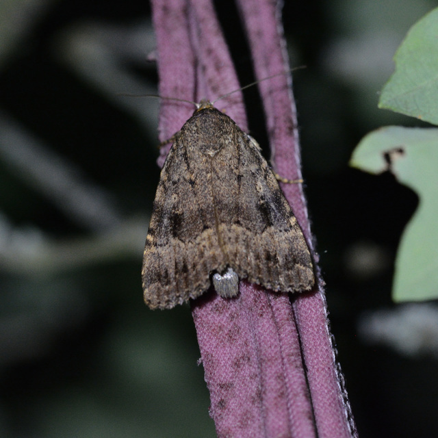 Amphipyra berbera/pyramidea