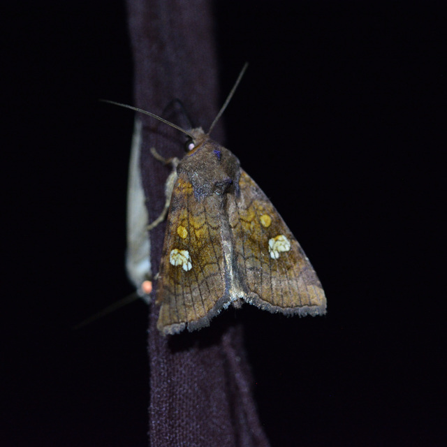 Amphipoea oculea - nagyfoltú lápibagoly