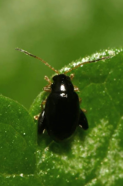Longitarsus