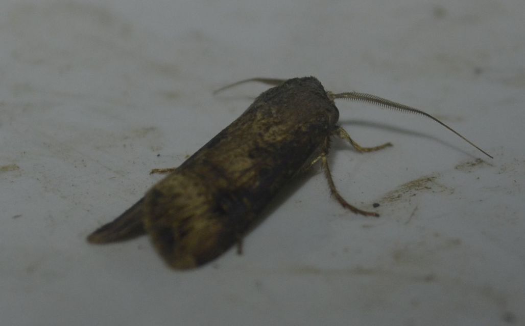 Agrotis ipsilon - nagy földibagoly