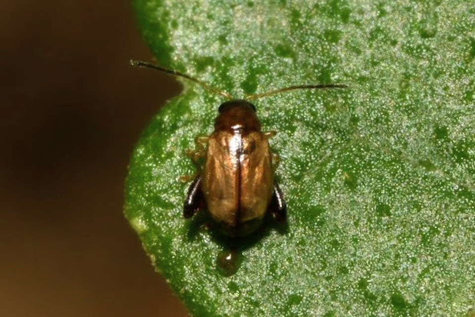 Longitarsus