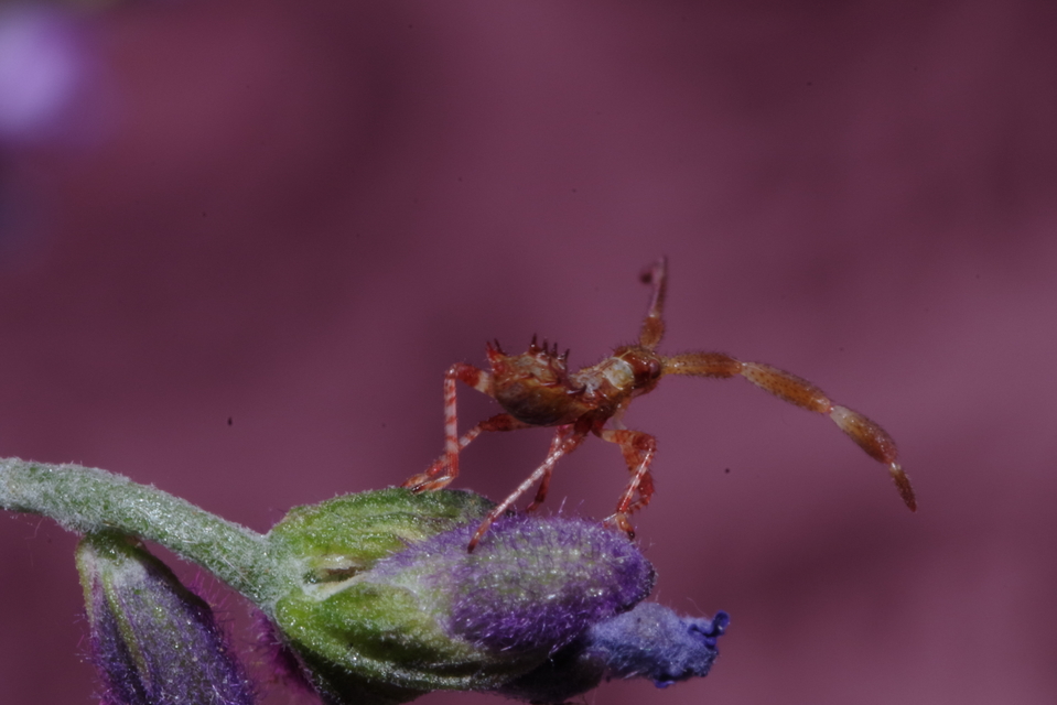 Heteroptera - Poloskák
