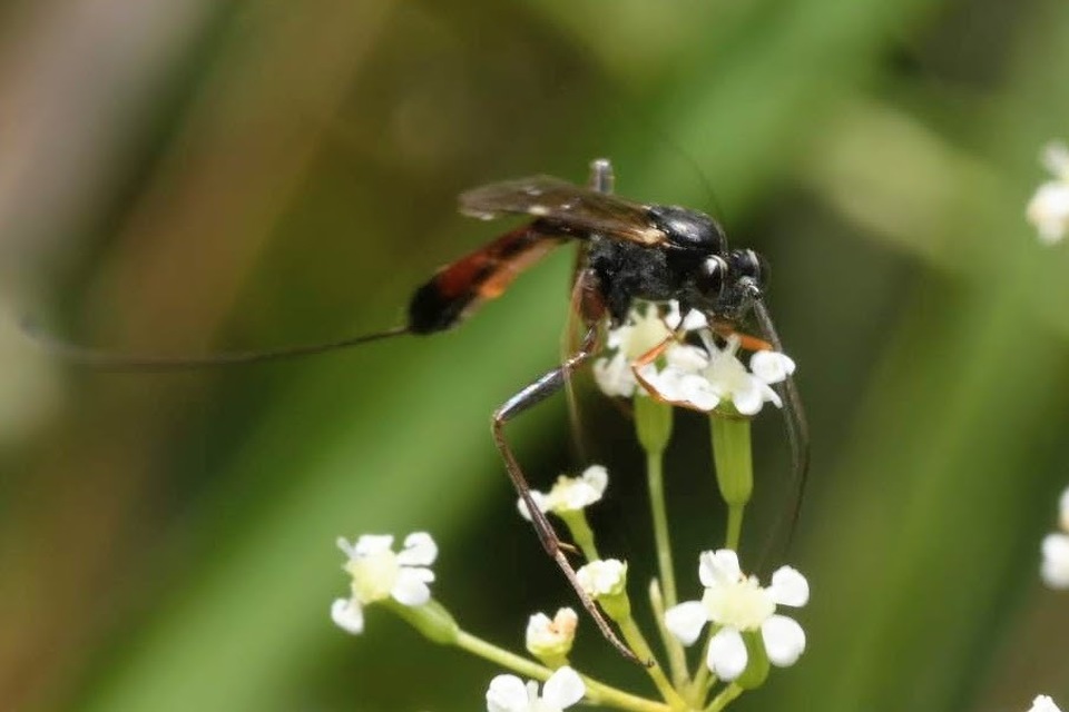 Lissonota cruentator