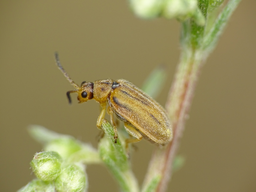 Ophraella communa - parlagfű-olajosbogár