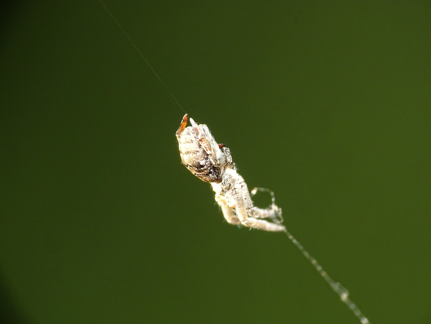 Hyptiotes paradoxus - furcsapók