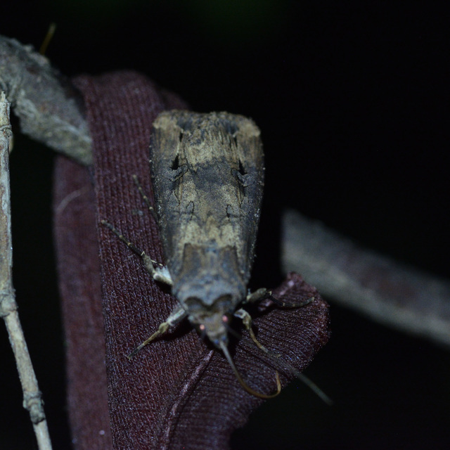 Agrotis ipsilon - nagy földibagoly