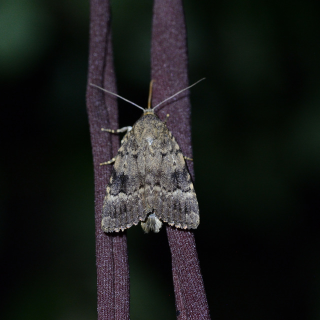 Amphipyra berbera/pyramidea