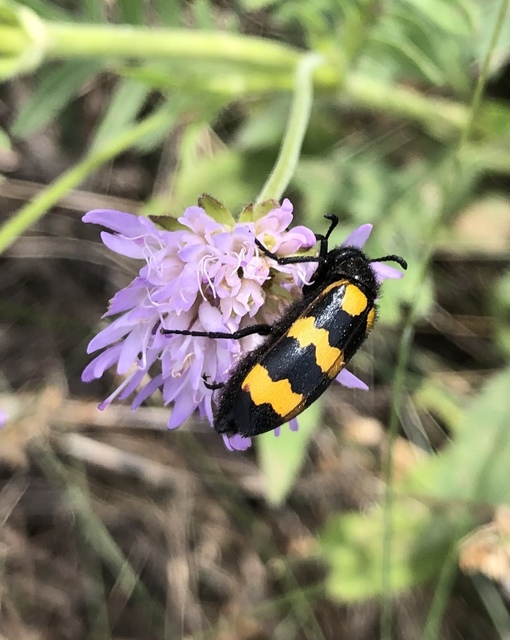 Mylabris variabilis - szalagos hólyaghúzó Mylabris variabilis - szalagos hólyaghúzó