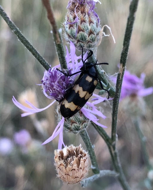 Mylabris variabilis - szalagos hólyaghúzó Mylabris variabilis - szalagos hólyaghúzó