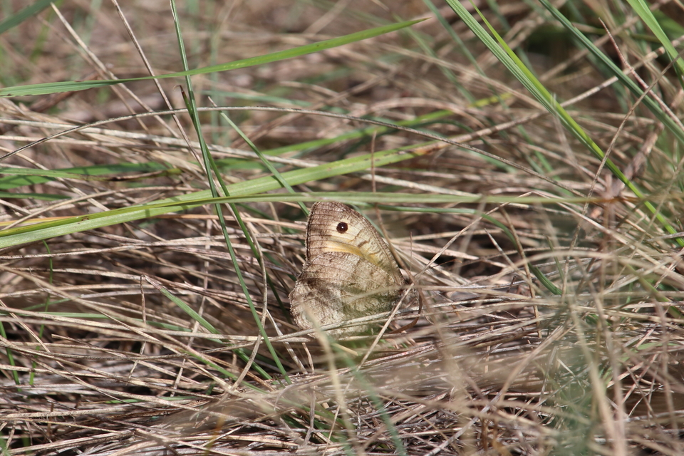 Arethusana arethusa - közönséges szemeslepke