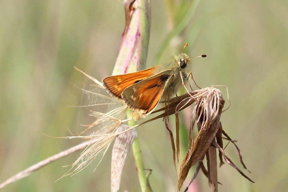 Hesperia comma - vesszős busalepke