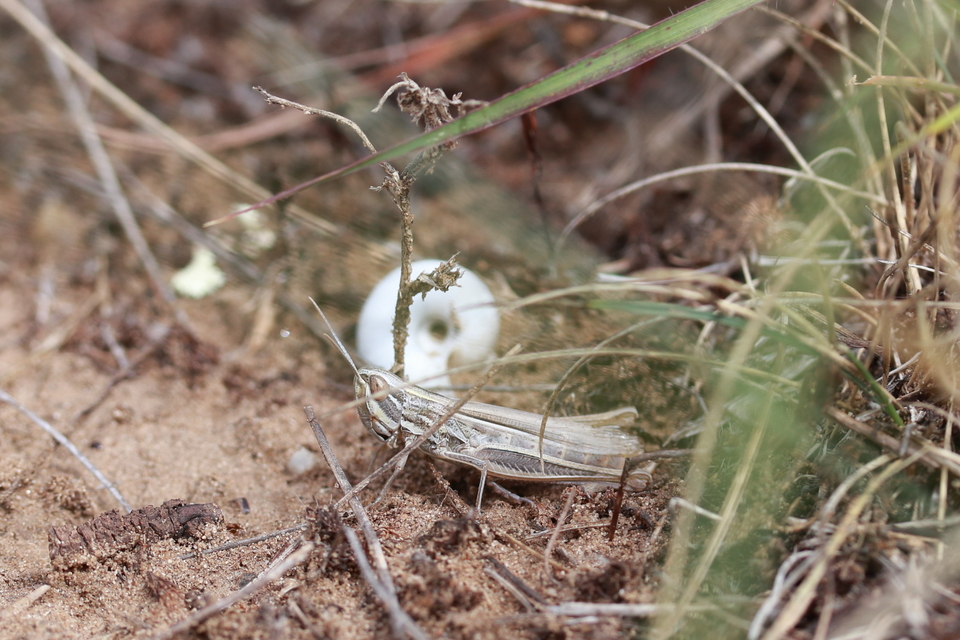 Euchorthippus pulvinatus - karcsú rétisáska