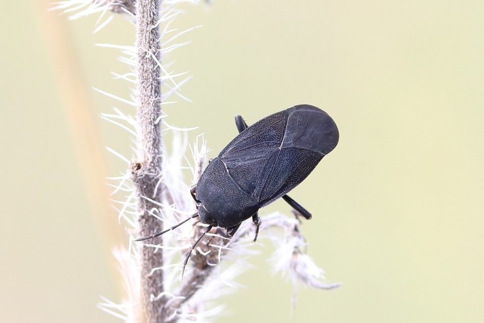 Aellopus atratus - cigánybodobács