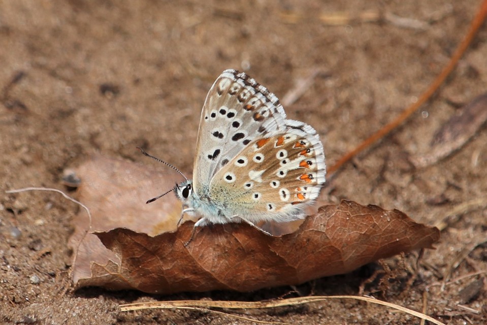 Polyommatus coridon - ezüstkék boglárka