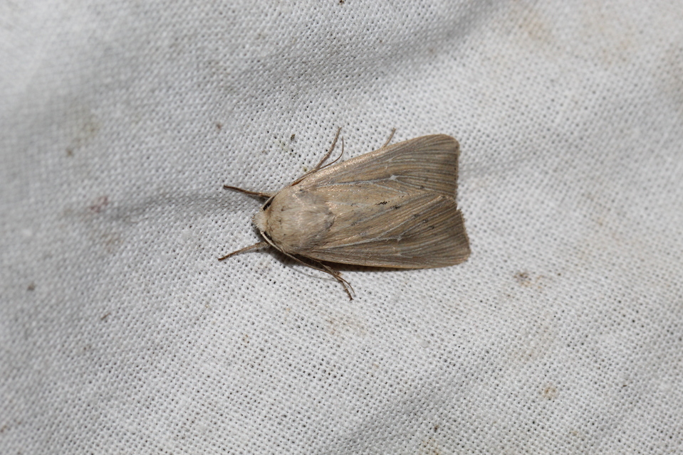 Leucania obsoleta - pontozott rétibagoly
