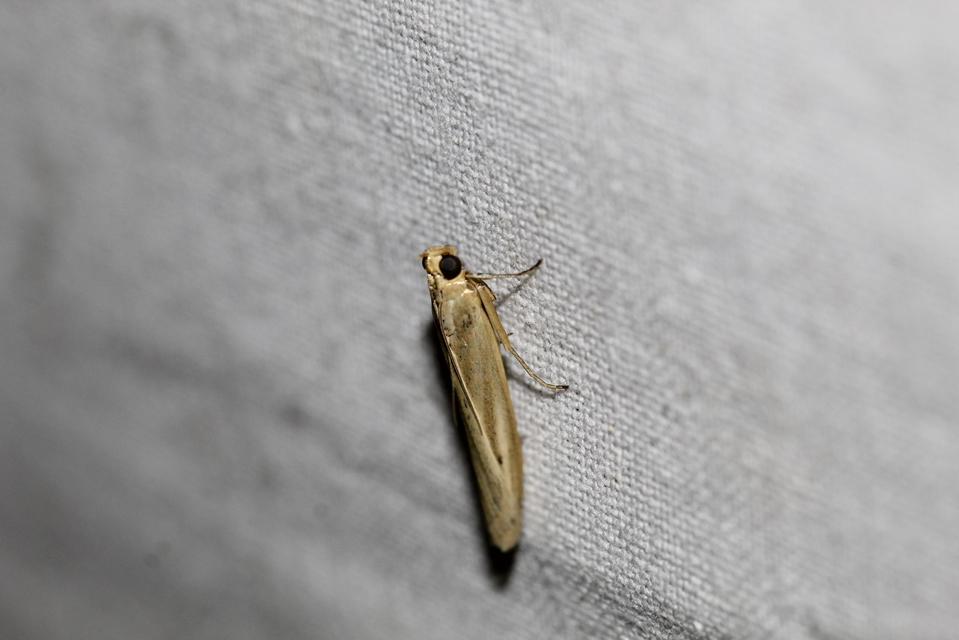 Selagia argyrella - ezüstös karcsúmoly