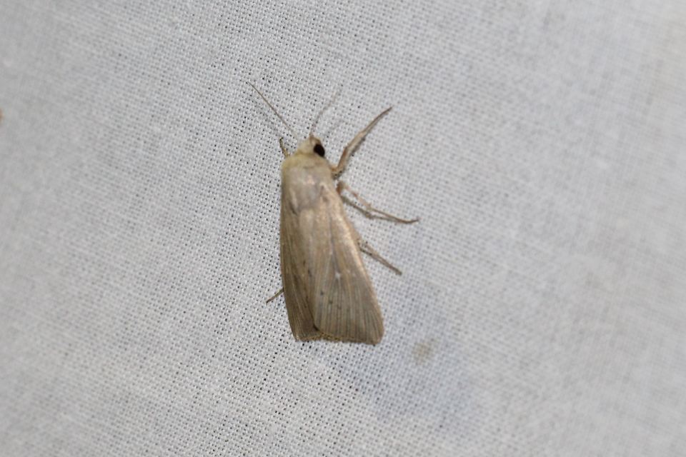 Leucania obsoleta - pontozott rétibagoly
