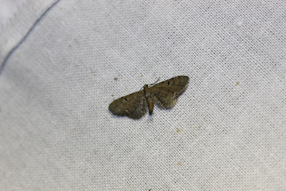 Eupithecia absinthiata - üröm-törpearaszoló