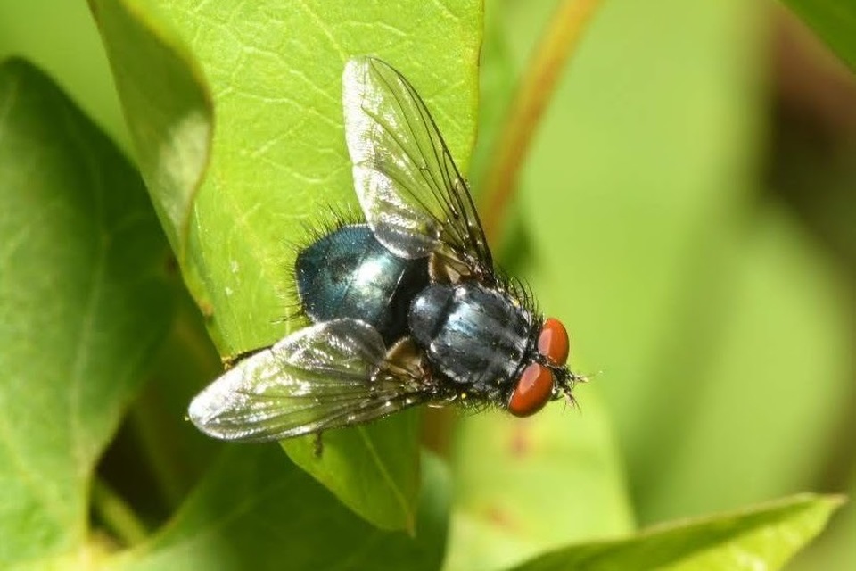 Bellardia viarum