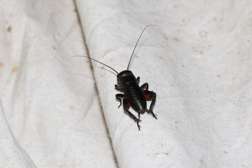 Gryllus campestris - mezei tücsök