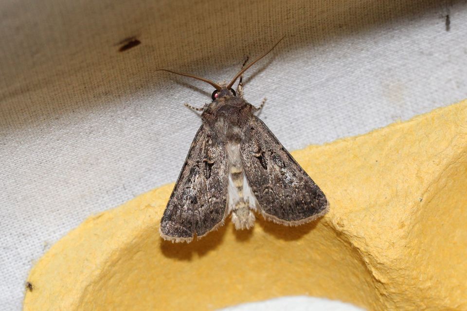 Agrotis bigramma - kétjegyű földibagoly