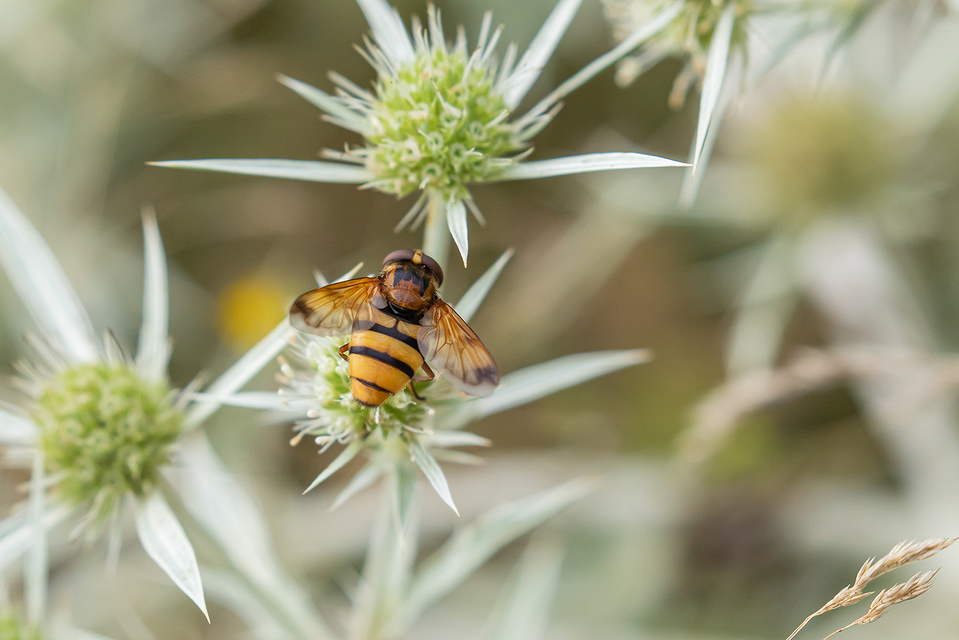 Volucella inanis - háromöves pihelégy