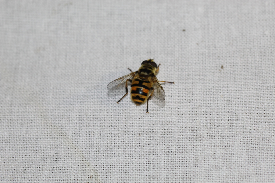 Myathropa florea - halálfejes odúlégy
