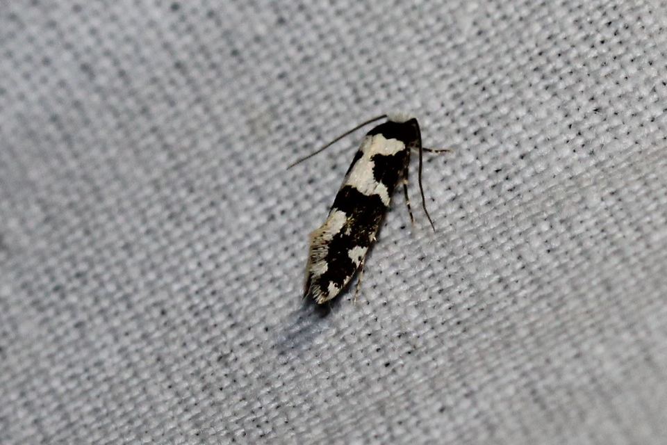 Neurothaumasia ankerella - magyarmoly