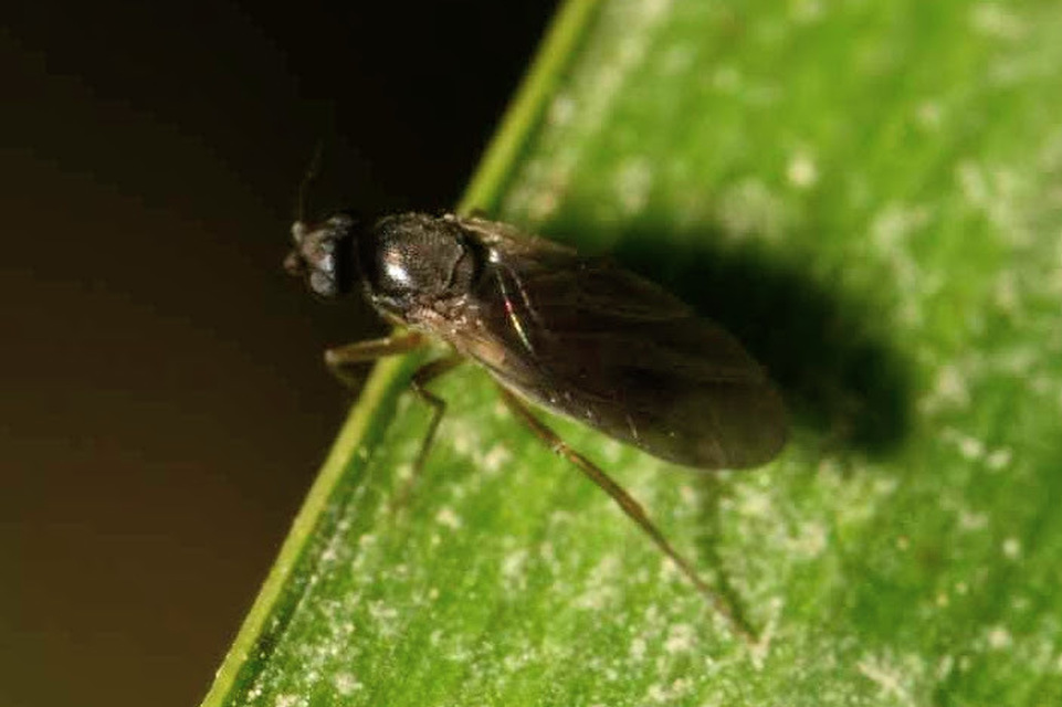 Phoridae - púposlégyfélék