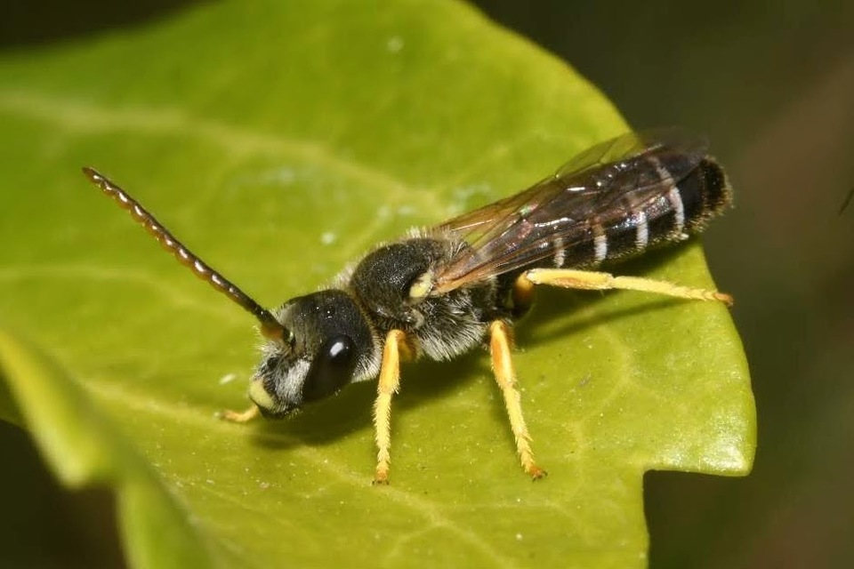 Halictus