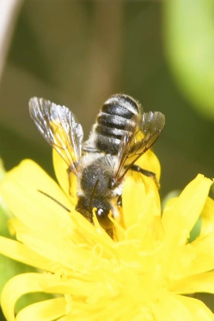 Megachile