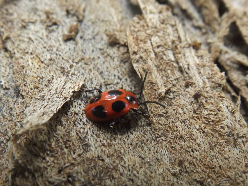 Endomychus coccineus - négypettyes álböde