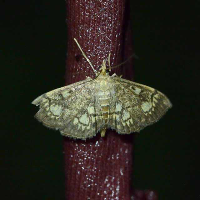 Anania stachydalis - mocsári dudvamoly