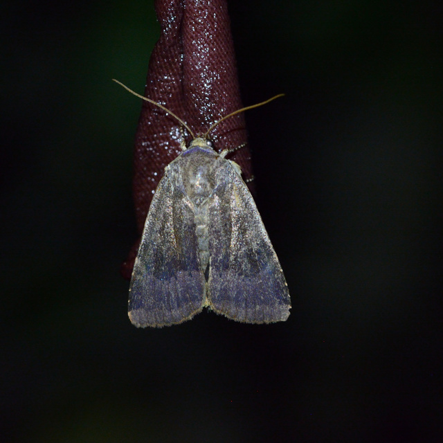 Noctua janthe/janthina