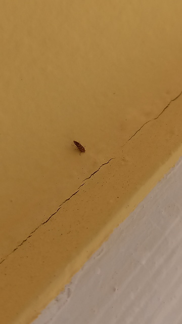 Cameraria ohridella - vadgesztenye-sátorosmoly
